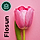 Flosun - Flower Shop Shopify Theme